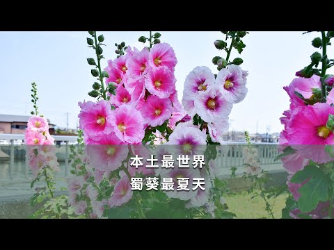 蜀葵花語