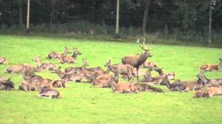 preview picture of video 'Burlend hert Wildpark Daun'