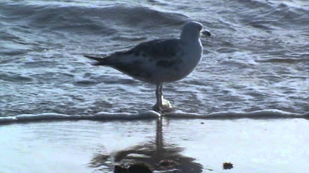Souiriya beach : la plage des mouettes in Safi