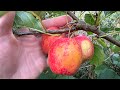 Oval Crab Apple