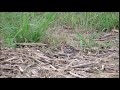Narceja Gallinago Paraguaiae