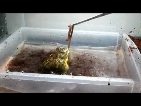 Frog Fu: Young pyxie Bruce's first feeding adventure