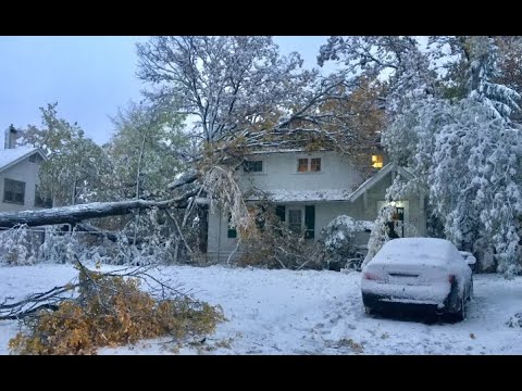 FROM THE ARCHIVES: Manitoba's early snowstorm in 2019 brings down trees with leaves still attached
