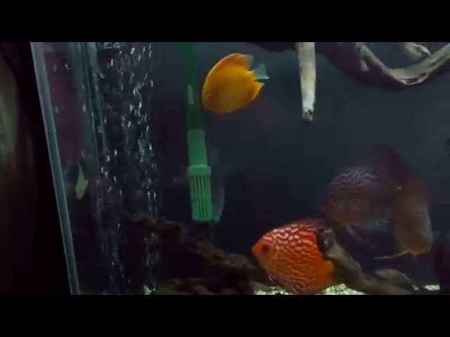 Аквариум с дискусами,discus fish tank upgrade #1