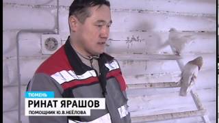 Голуби Неёлова