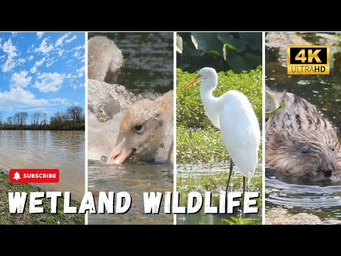 Wetland Wildlife Animals in 4K Swan, Eagle, Heron, Muskrat & More
