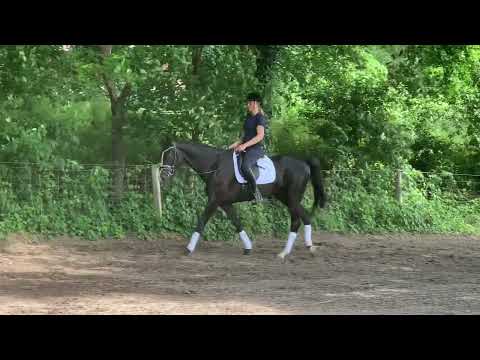 Daiquiri 4j. v. DeLorean - Sir Donnerhall