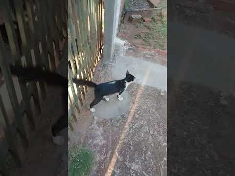 pessoal mostrando mais uma pouco da sidadi de São Jorge do patrocínio Paraná para vocês