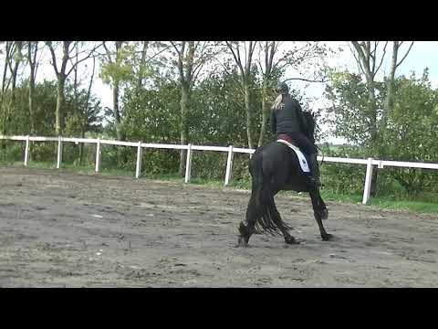 Stal Okkema's Falke - Eise x Rindert - stallion - 2017 - 1.65m