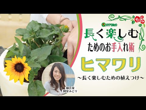 花瓶に生けたひまわり: こうすることで新鮮さが長持ちします 植物