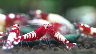 MK-Breed Red Bee Shrimp 5g