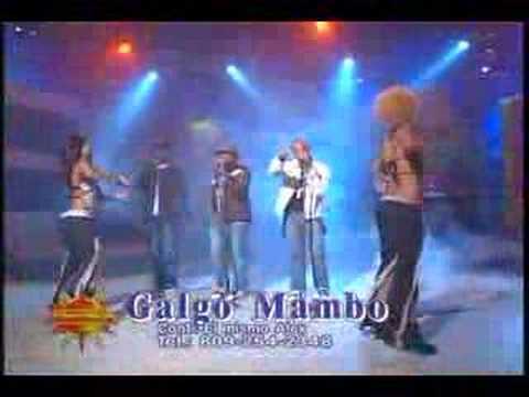 Galgo Mambo "EL VIAJERO"