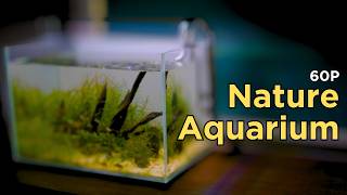 How to: I set up a Nature Aquarium (No CO2, soil based Aquascape)