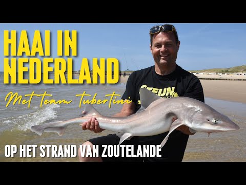Sharks on the Dutch beaches, this is how you catch them!