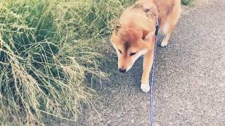 【癒し】初夏の夕方に柴犬と散歩