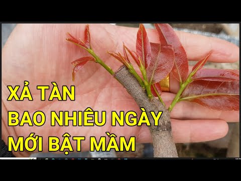 🔴 QBS23394 - XẢ TÀN CÂY MAI BAO NHIÊU NGÀY MỚI BẬT MẦM | CHĂM SÓC MAI VÀNG MIỀN BẮC NỞ HOA ĐÚNG TẾT