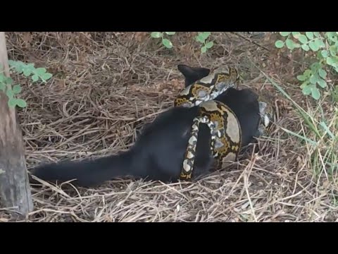 蛇の巣の中 - 定義