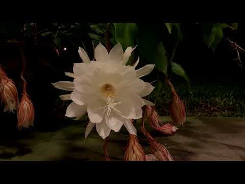 Night Blooming Cereus Timelapse