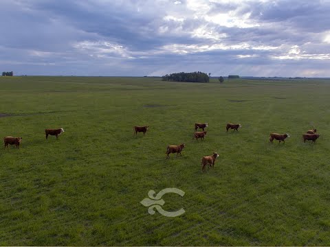 Video de YouTube - Campo en venta en Cerro Largo ref. 9214