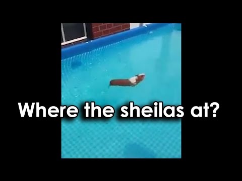 Ozzy Man's The Lives of Animals - Volume 4