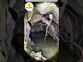 The Most Dangerous Animal In Earth 4 Short Viral Tamil Animals Ks Info