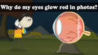 Red Eye Effect - Why do my eyes glow red in photos? | #aumsum #kids #science #education #children