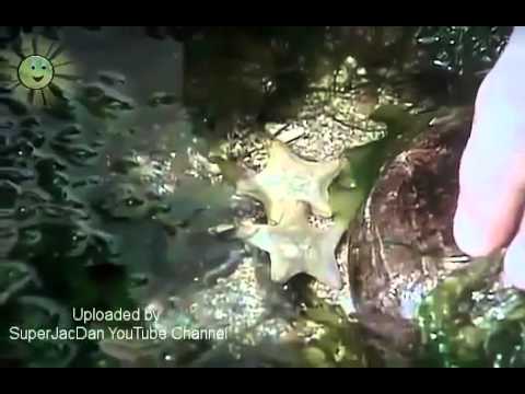 Teletubbies english episodes The Rockpool The Teletubbies Do A Dance Part 2 2013