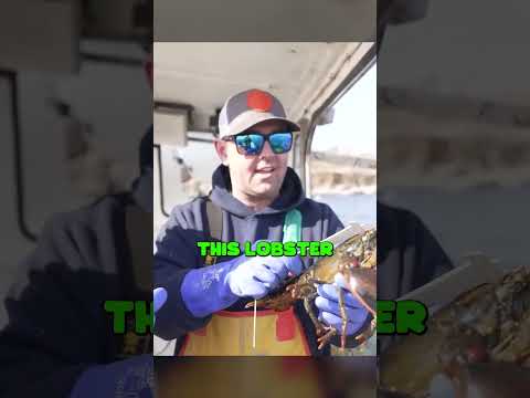 Is An Ultra Rare Blue Lobster Worth it? @NickDiGiovanni