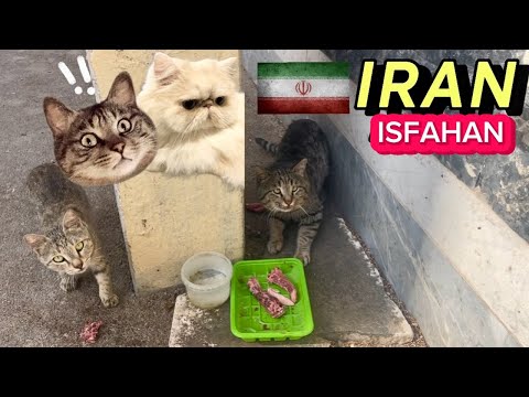 Exploring Iran's Enchanting Street Cats | english class in IRAN | street IRAN2024 (HD)_walk street