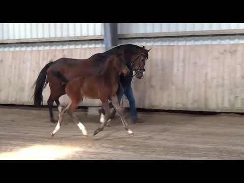 Stutfohlen 2022   Total Diamond x Farrell