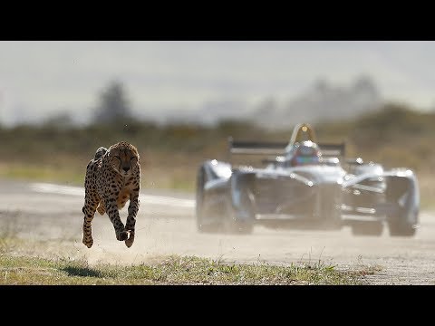 Beschleunigungs-Duell gegen Klimawandel: Gepard vs. Formel-E-Flitzer