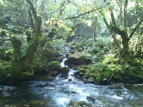 Aborina de Moal a Muniellos