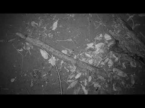 Djuma: Life below the cam tree - 01:21 - 10/09/19