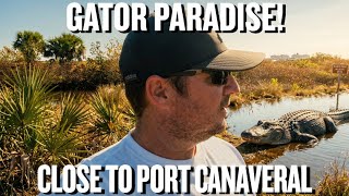 Cruising from Port Canaveral? Don’t Miss Black Point Wildlife Drive & Its Gators!