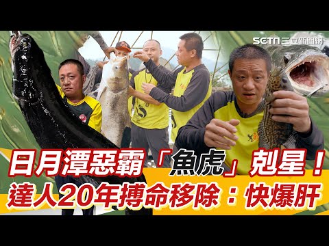 虎條魚