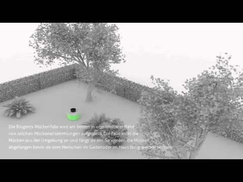 BG Fallen Platzierung