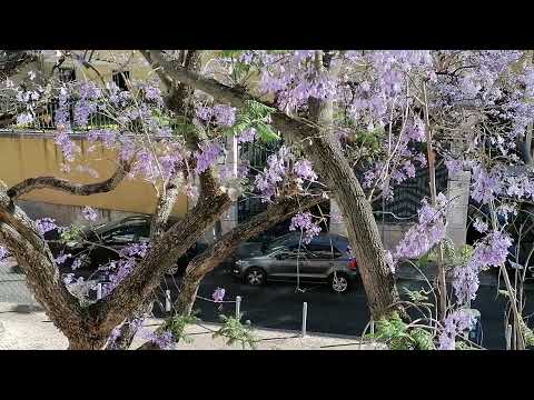 UMA DAS MAIS BELAS RUAS DE LISBOA!