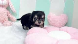 ハーフ犬の動画01