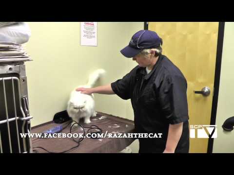 Razah Gets Ready for Summer