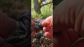 I found something in the forest. Crazy!!! You have to see this @Kuks27Luksuz
