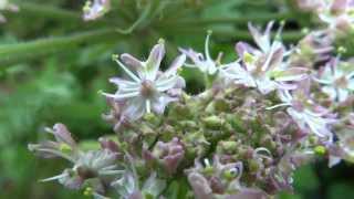preview picture of video 'Common Hogweed (Heracleum sphondylium) - 2013-07-13'