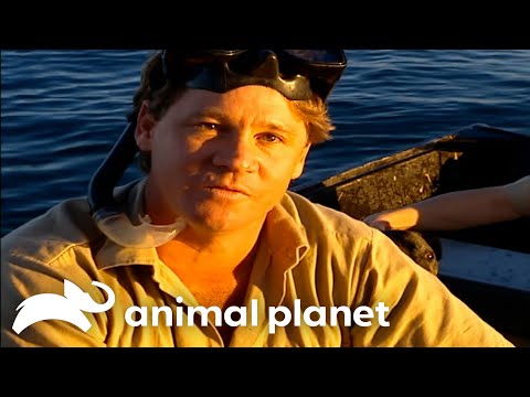 Steve Irwin’s Jaw-Dropping Encounter With Tiger Sharks | Crocodile Hunter | Animal Planet