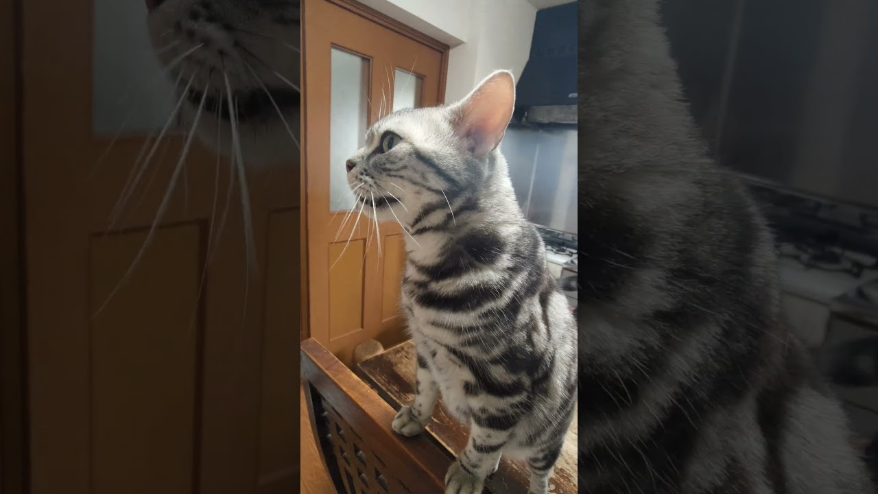 猫が日本語でお返事しました！