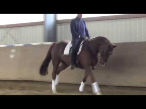 2011 Duke by Dannebrog x Dancier