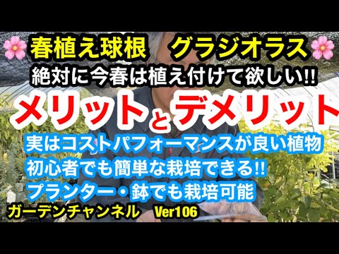 2022年のグラジオラスの植え付けについて知っておくべきことすべて