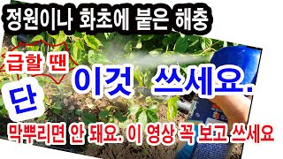 정원, 화초에 붙은 벌레들... 급할 때는 이거 쓰세요. 제일 간편합니다. 단 이건 알고 써야 합니다. 막 …