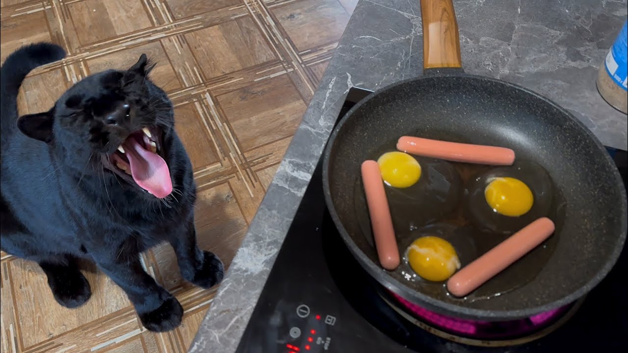 Luna the pantera is trying to take away breakfast / the first snow in Siberia ❄️🌨️(ENG SUB)