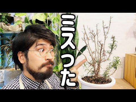 ローズマリーの葉が茶色になる理由 植物を救うにはどうすればよいか エレナ・ザジチコワ