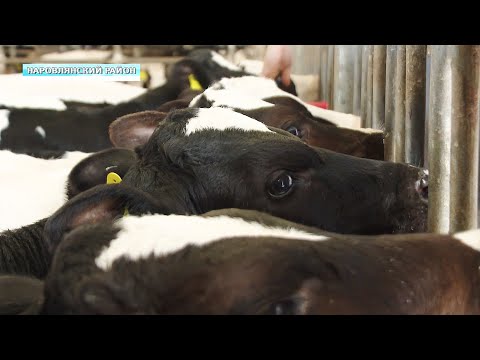 Ставка - на молочно-товарное направление. Как в Наровлянском районе строят и реконструируют фермы видео