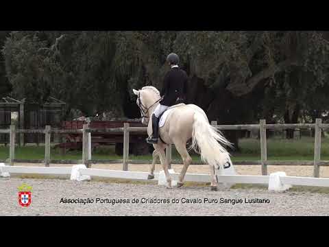 210201 12 Miura de Cais - Aprovação de Garanhões